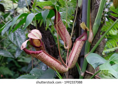 Red Polka Dot Nepenthes Pot, 4 Plants In The Forest.