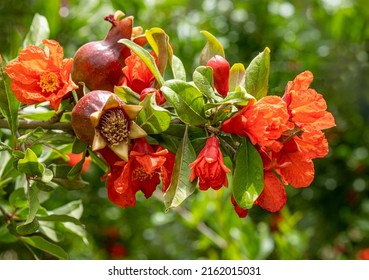 Red  pomegranate flowers on pomegranate tree in the garden. - Powered by Shutterstock