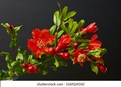 Red Pomegranate flowers (Punica granatum) branch isolated on dark background