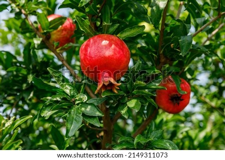 Red pomegranates grow on pomegranate tree. Fresh fruit in the orchard.