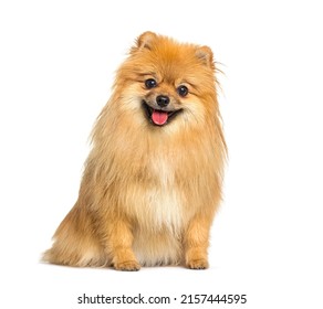 Red Pomeranian Dog Panting And Sitting In Front, Isolated On White