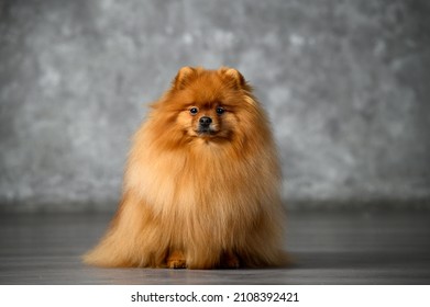 Red Pomeranian Spitz Dog Sitting In The Studio