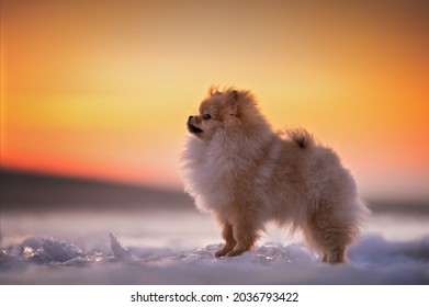 Arctic Spitz Dog High Res Stock Images Shutterstock