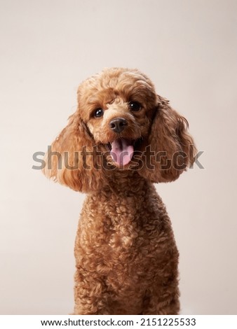 red poodle on a beige background. Portrait of a funny pet in the studio