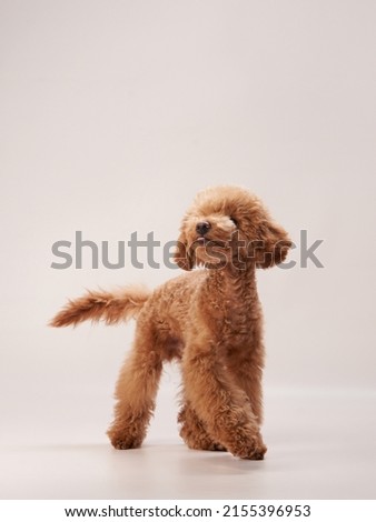 red poodle on a beige background. Portrait of a funny pet in the studio