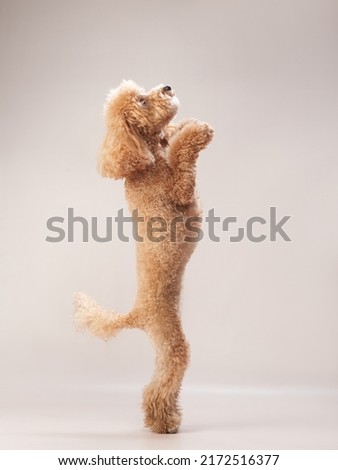 red poodle on a beige background. Portrait of a funny pet in the studio