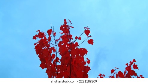 Red Poplar, Blue Sky View From Below. Calm Weather, Burgundy Leaves Swaying Slightly.