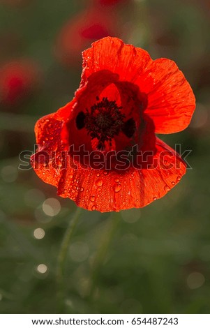 Similar – Foto Bild Mohn am Donnerstag Natur