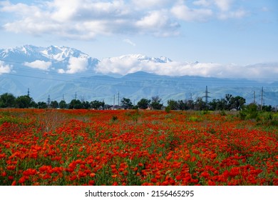 16,752 Poppies mountain Images, Stock Photos & Vectors | Shutterstock