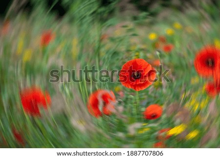 Image, Stock Photo Tuesday poppy, orange and red