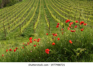 Red Poppies and beautiful vineyards in Chianti region during spring season in Tuscany, Italy.