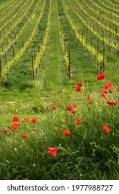 Red Poppies and beautiful vineyards in Chianti region during spring season in Tuscany, Italy.