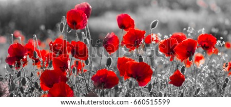  red poppies, black and white
