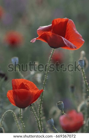 Similar – Image, Stock Photo John McCrae: In Flanders Fields (1915)