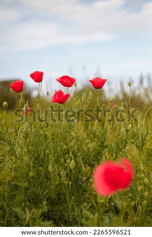 Similar – Image, Stock Photo Poppy day again Nature