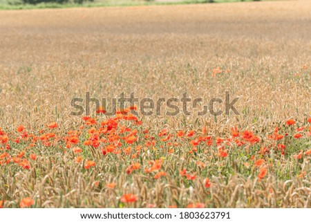 Similar – Foto Bild blühender roter Mohn in der Sonne, Rücklicht