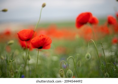 Red poppies, corn poppies, Papaver rhoeas forming a band in a fallow field at sunset under a a patchily overcast sky. Malta, Mediterranean
