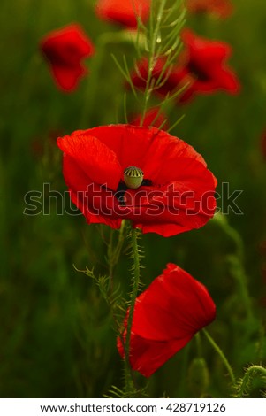 Similar – Foto Bild Mohn am Donnerstag Natur