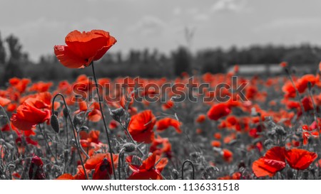 Red poppies in a poppies field - desaturated background