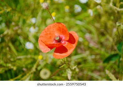 Red poppies in a poppies field. Remembrance or armistice day. - Powered by Shutterstock