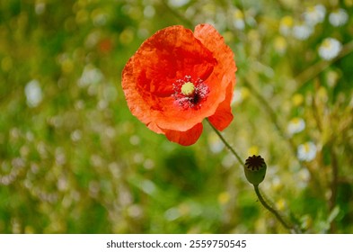 Red poppies in a poppies field. Remembrance or armistice day. - Powered by Shutterstock