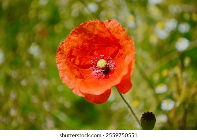 Red poppies in a poppies field. Remembrance or armistice day. - Powered by Shutterstock