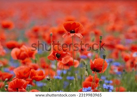 Red poppies in a poppies field. Remembrance or armistice day.
