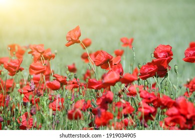 red poppies field in springtime landscape