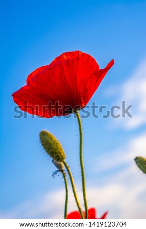 Image, Stock Photo John McCrae: In Flanders Fields (1915)