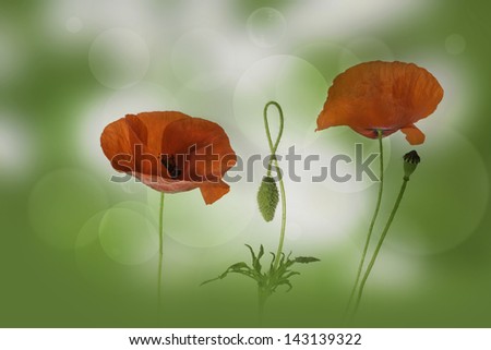 Similar – Foto Bild leuchtend Mohn Blume