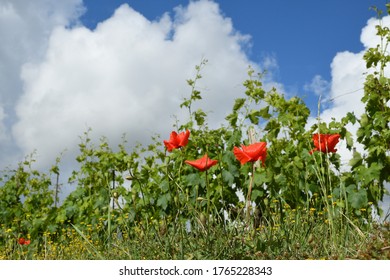 red poppies and green vineyards with blue cloudy sky. Tuscan Countryside, Italy.