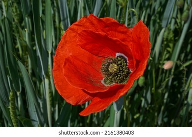 red poppies growing among tall wheat
