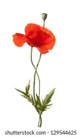 red poppies isolated on white. studio shot