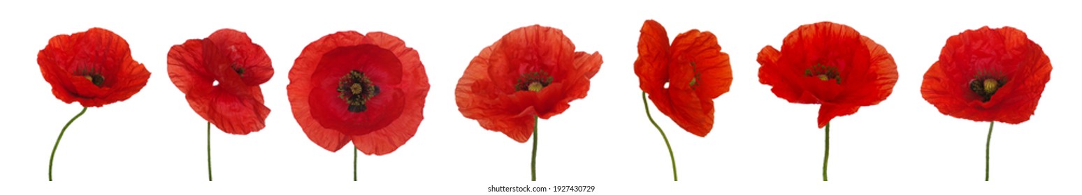 Red poppies isolated on white background. Nature panorama