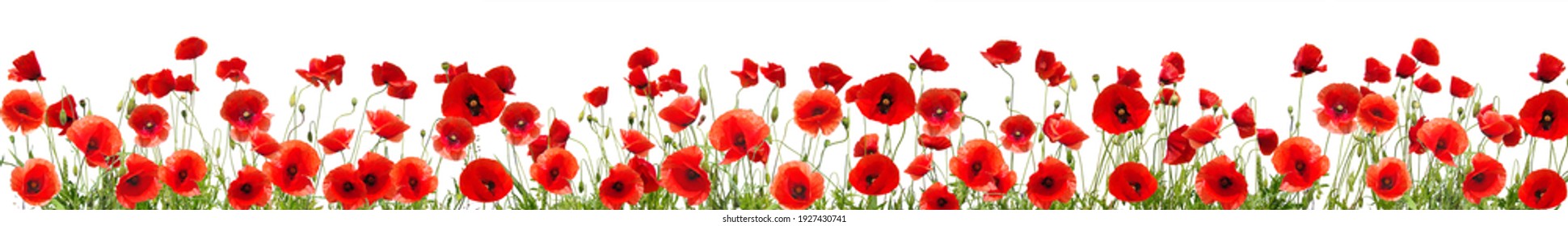 Red poppies isolated on white background. Nature panorama - Shutterstock ID 1927430741