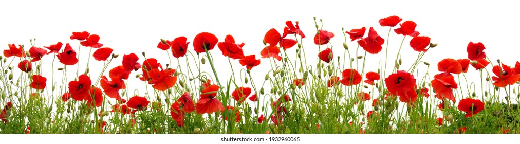 Red poppies isolated on white background. Nature panorama - Powered by Shutterstock