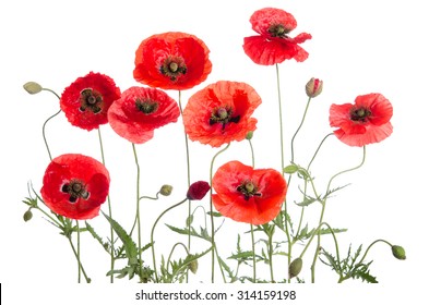 36,128 Poppies frame Images, Stock Photos & Vectors | Shutterstock