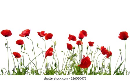 PowerPoint Template: poppy - red poppies isolated on white (mjnhmhlom)