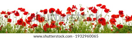 Red poppies isolated on white background. Nature panorama