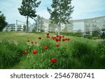 Red poppies in a meadow