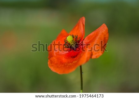 Similar – Boom flight, bumblebee and poppy