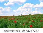 Red poppies meadow and blue sky with clouds countryside landscape springtime