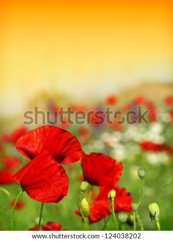 Similar – Image, Stock Photo John McCrae: In Flanders Fields (1915)