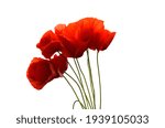 red poppies on a white background, red flowers, summer, poppy