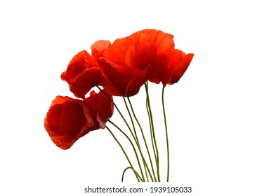 red poppies on a white background, red flowers, summer, poppy