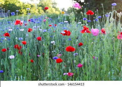 Red poppies and other wild flowers