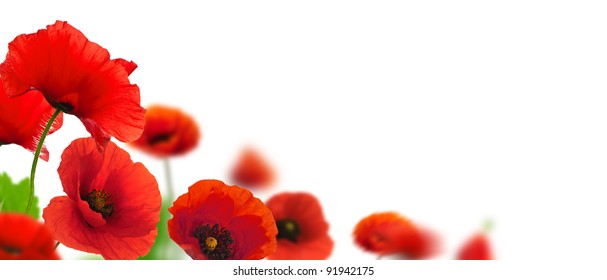 Red poppies over a white background. Border floral design for an angle of page. Closeup of the flowers with focus and blur effect