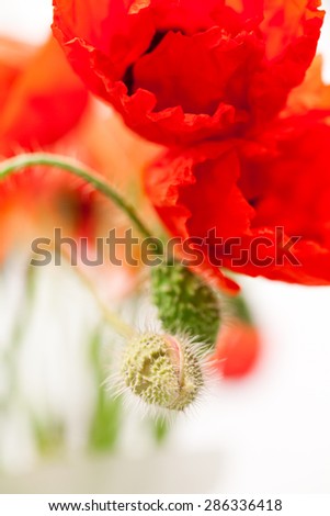 Similar – Image, Stock Photo poppy blossom Poppy field