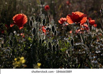 Red Poppies  (Papaver Rhoeas) In A Wildflower Meadow In England.