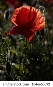 Red Poppies  (Papaver Rhoeas) In A Wildflower Meadow In England.